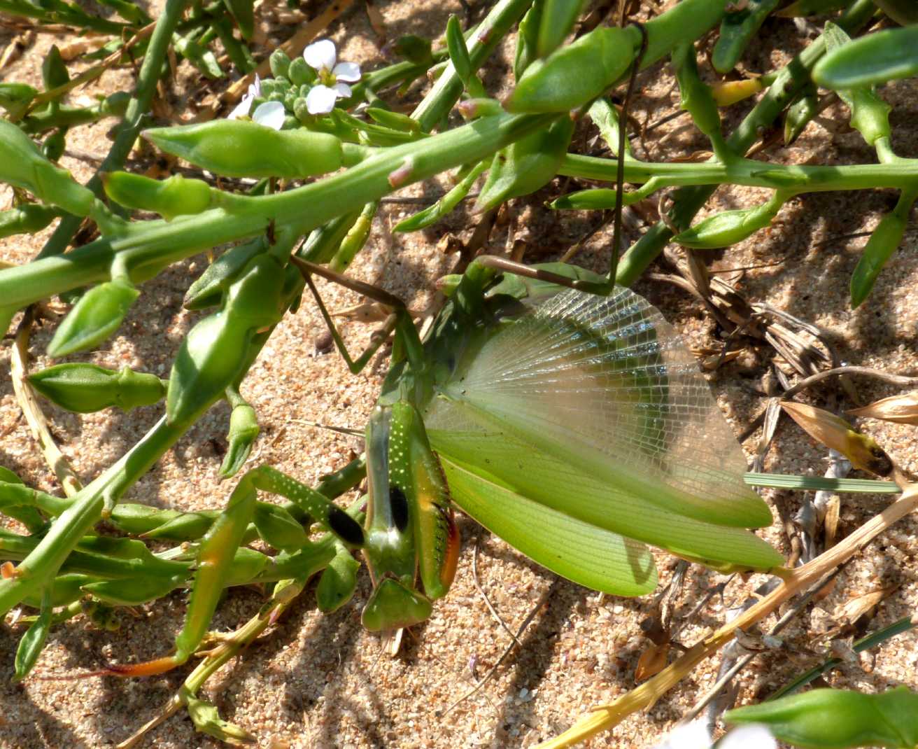 La parata terrifica della Mantis religiosa